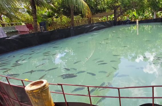 Campo agrícola en Guatemala